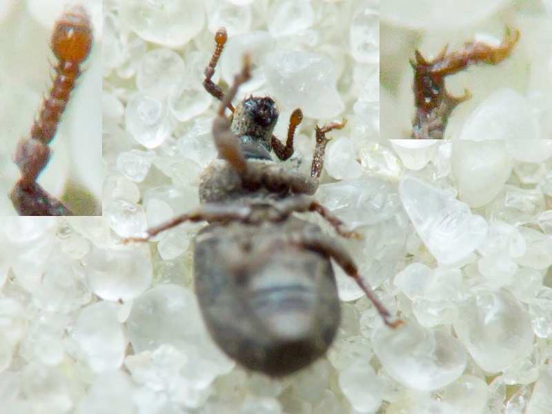 Trachyphloeus spinimanus Germar, 1824